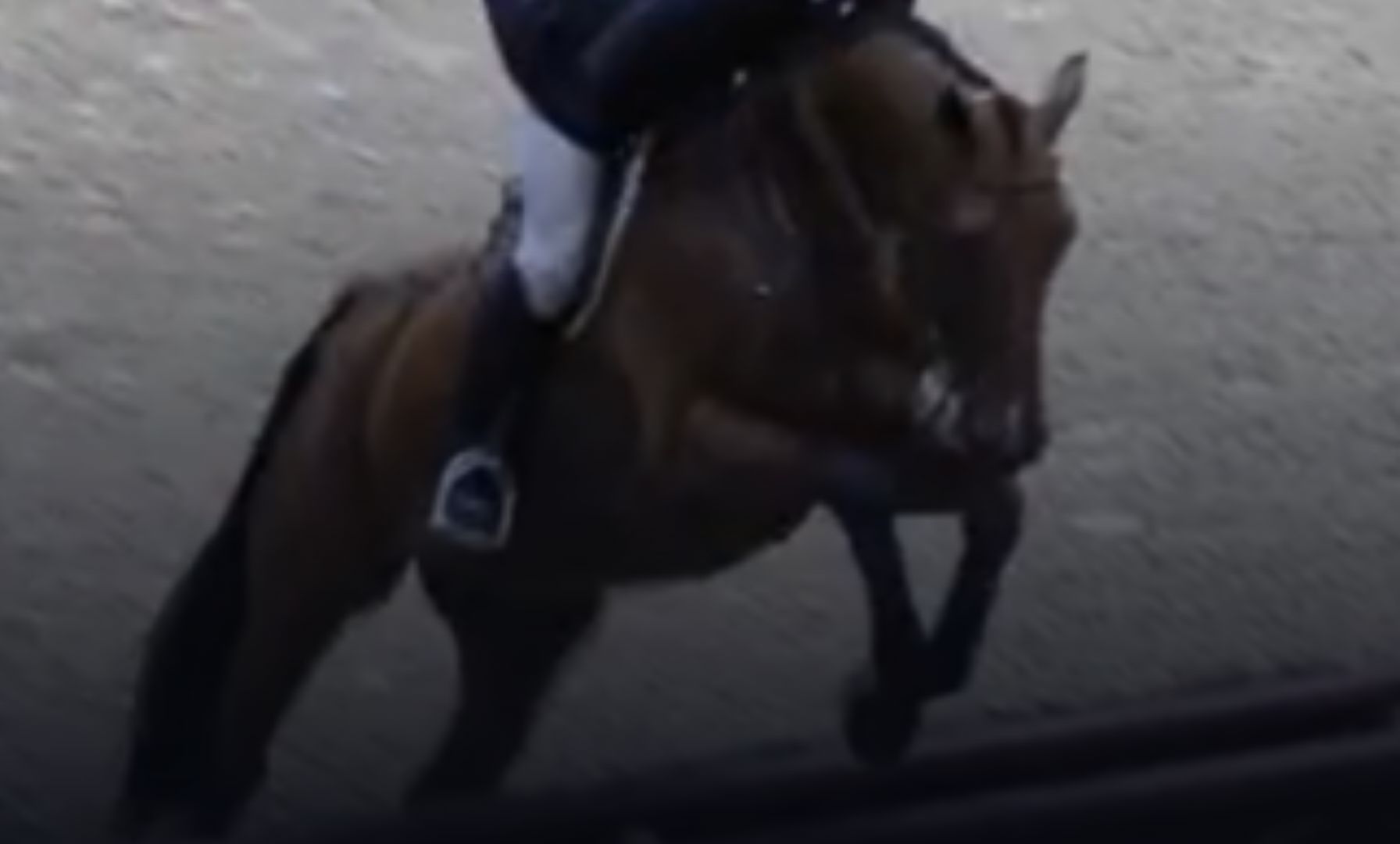 Brendan Weiss Shines in Adult Equitation Championship Win