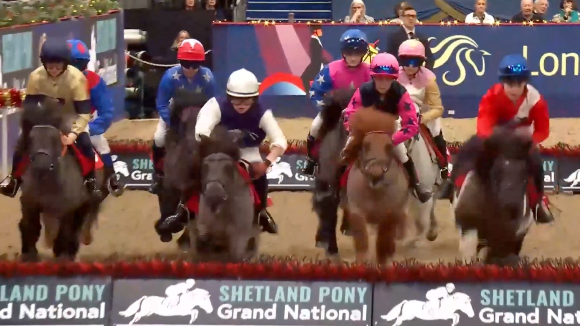 Das Shetland Pony Grand National bei der London International Horse Show