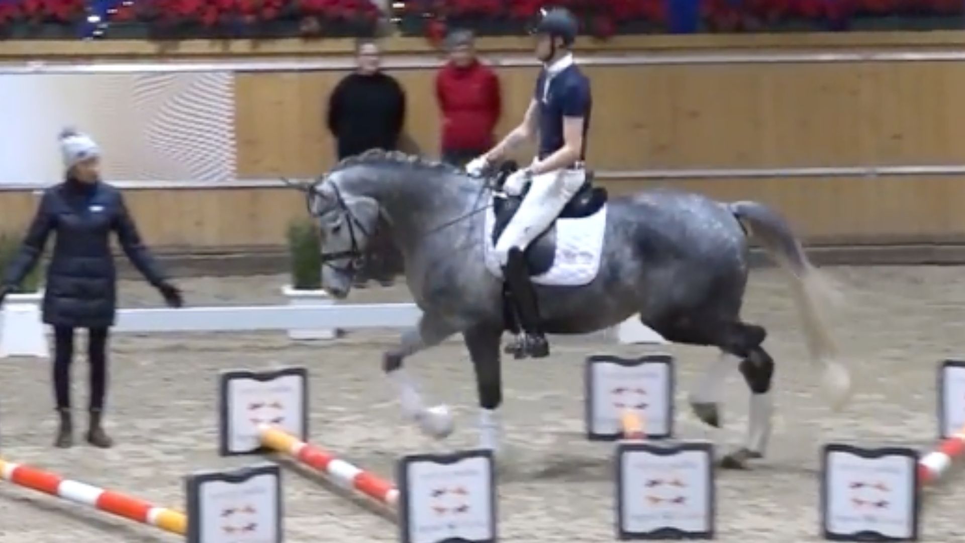 Von Anfang an locker: Lösungsphase mit Cavalettis für junge Pferde