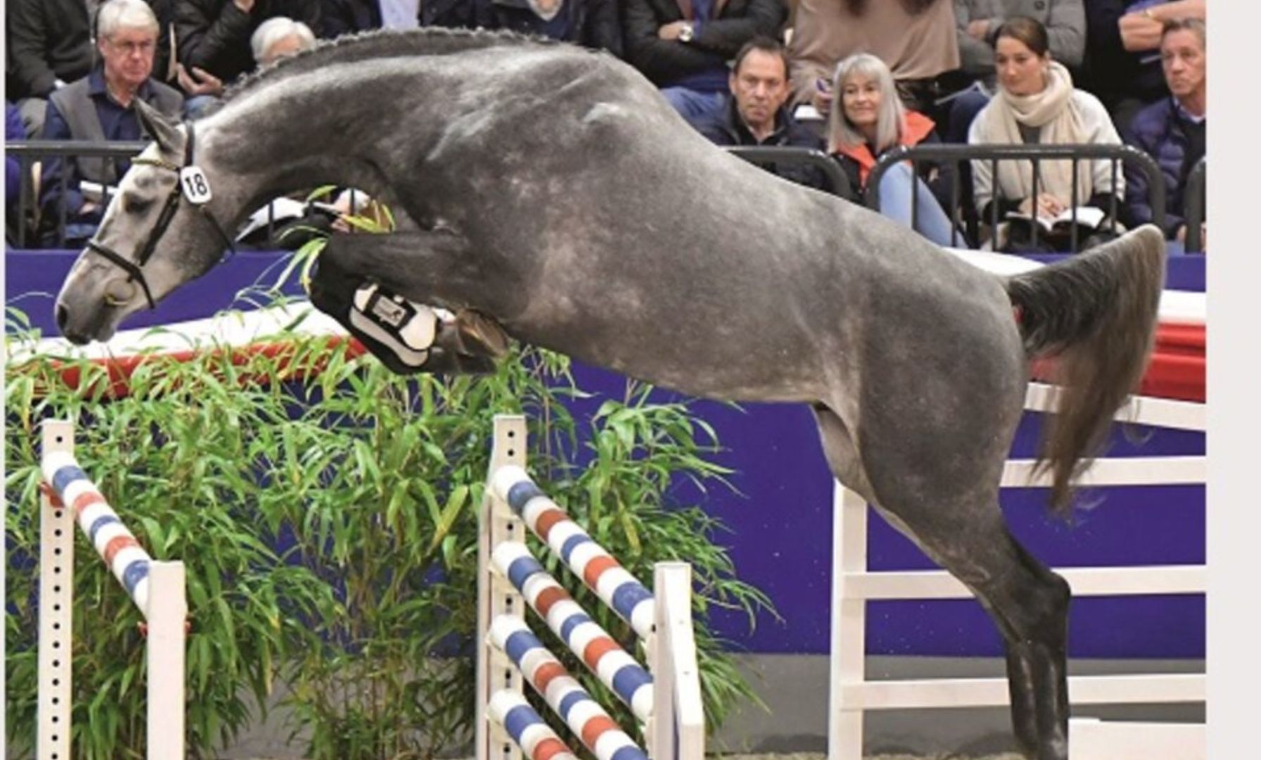 Rolf-Göran Bengtsson mit neuem Holsteinerhengst Chavaros II