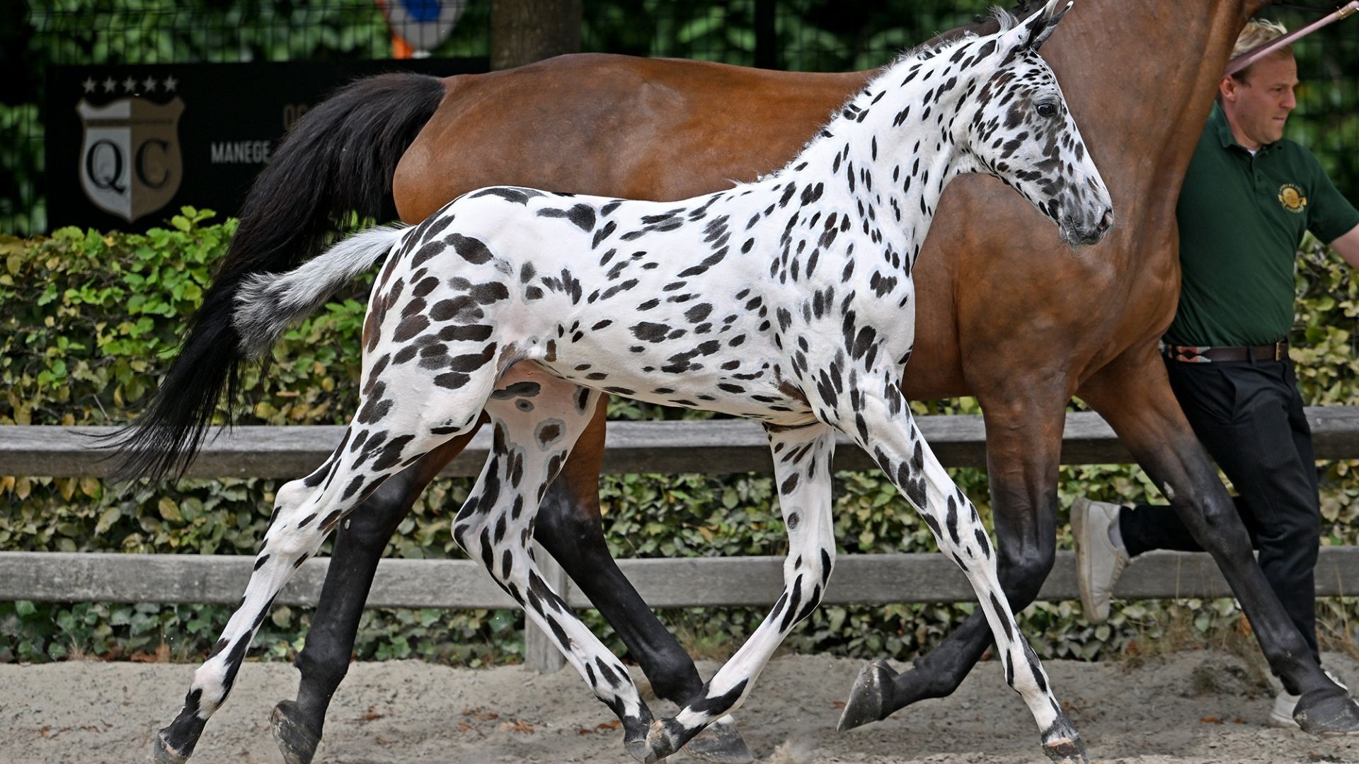 Farbenfroher Rekord bei der Flanders Foal Auction