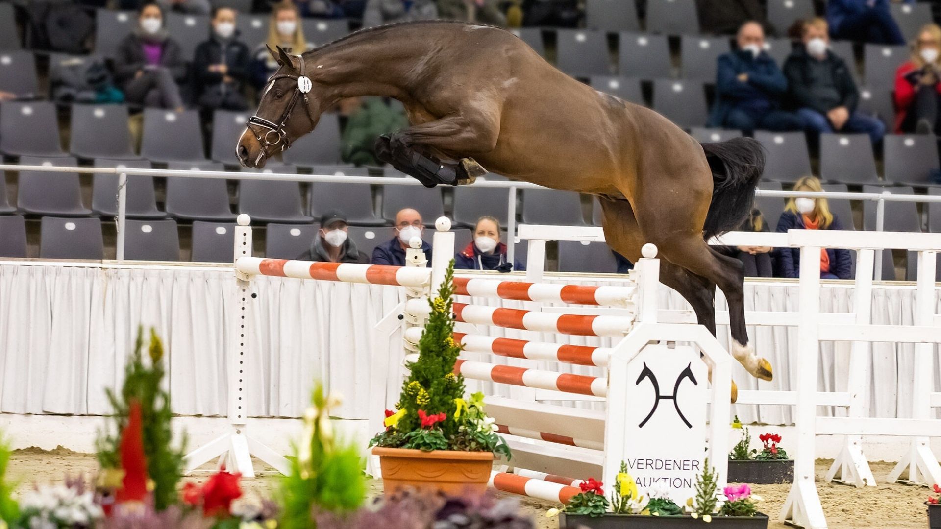 Hannoveraner Hengstkörung und Hengstmarkt - Springen: Alle Infos zum Zeitplan und den ausgewählten Junghengsten