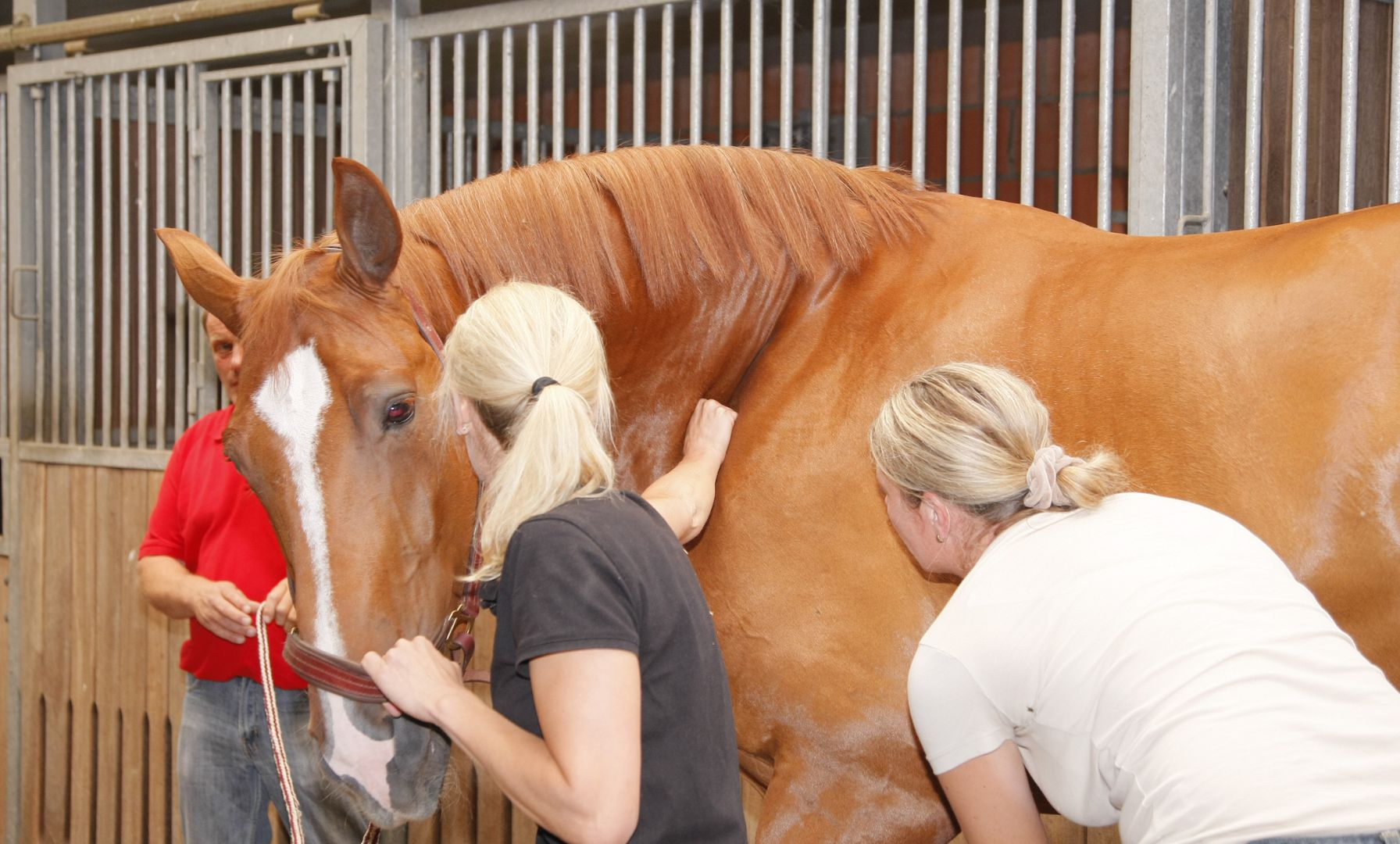 Six Horses in California Test Positive for EHV-1