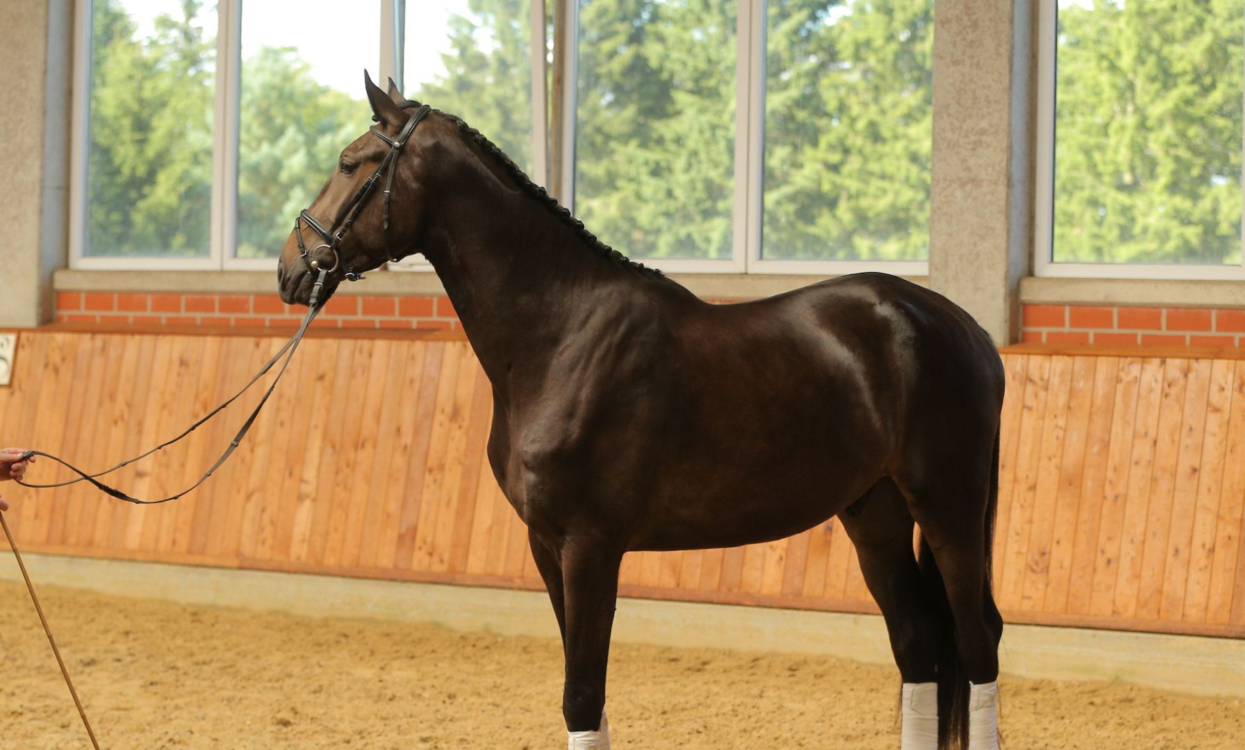 Hanoverian Stallion Licensing Committee Announces Selected Colts for 2025