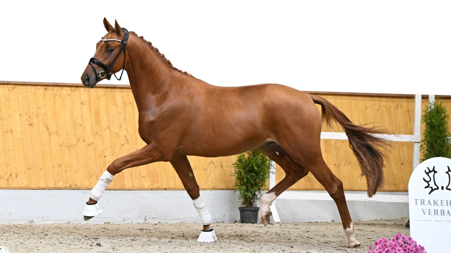 Trakehner Hengstmarkt 2025: Alle Infos zum Zeitplan und dem ausgewählten Körlot