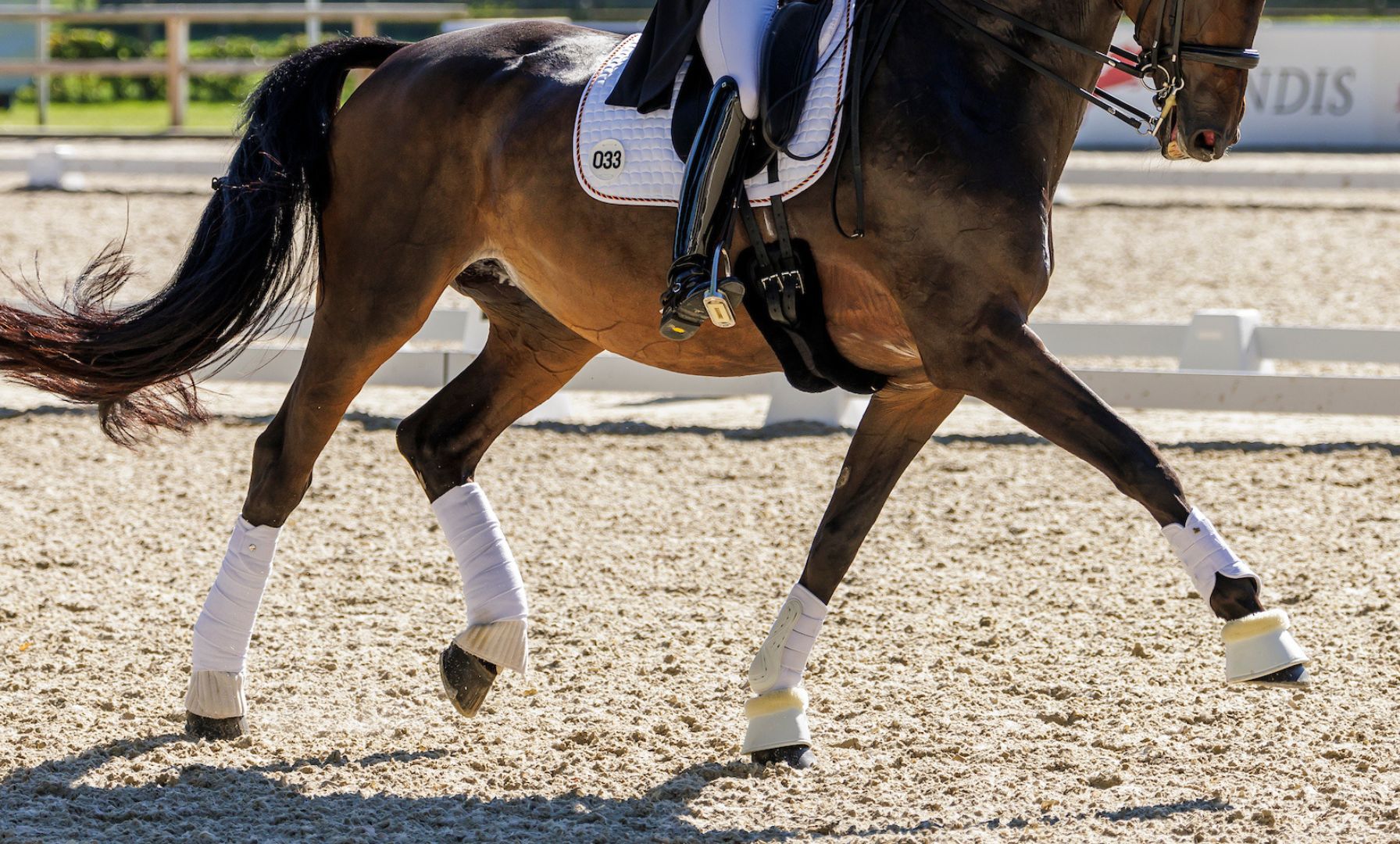 Dressage at TerraNova CDI-3* Begins This Week in Florida