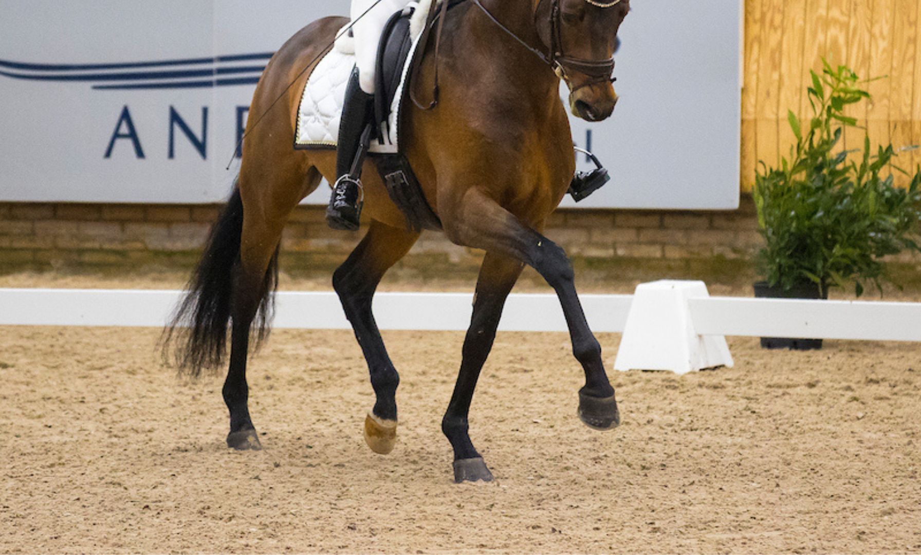 New KWPN Stallion Solid Rock Partly Sold to American Investor