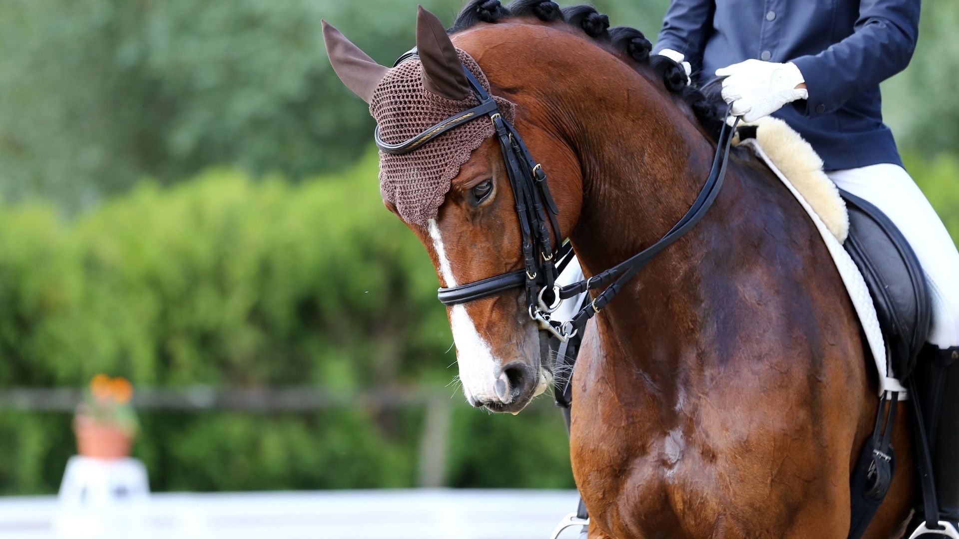 Rückkehr des Dressurensports nach Hickstead im Jahr 2026