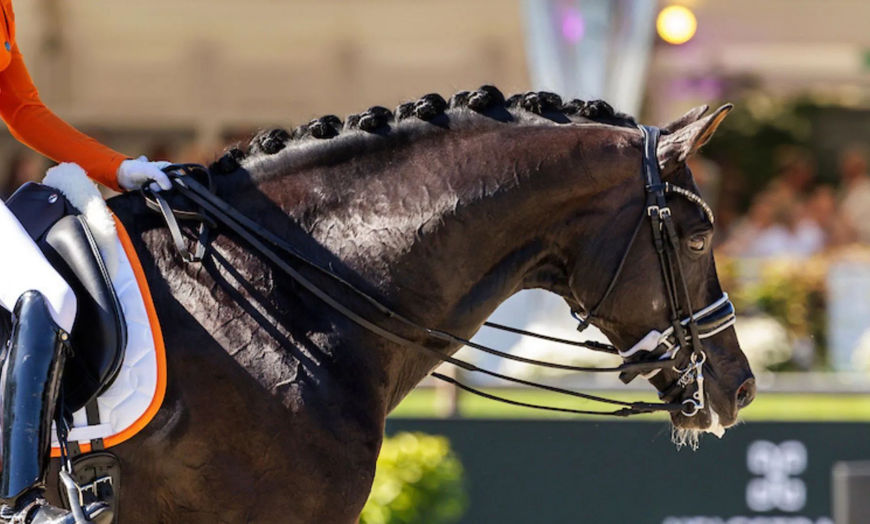 Christian Simonson und Indian Rock triumphieren im Grand Prix Special von Ocala