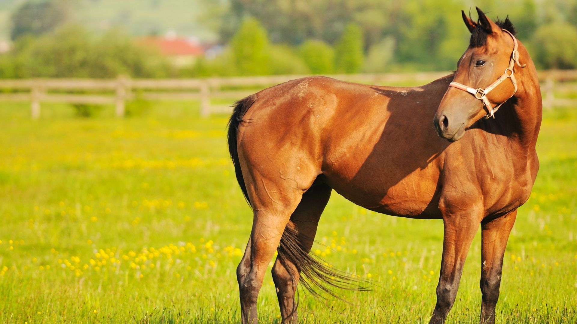 Internat im Haupt- und Landgestüt Schwaiganger feierlich eröffnet