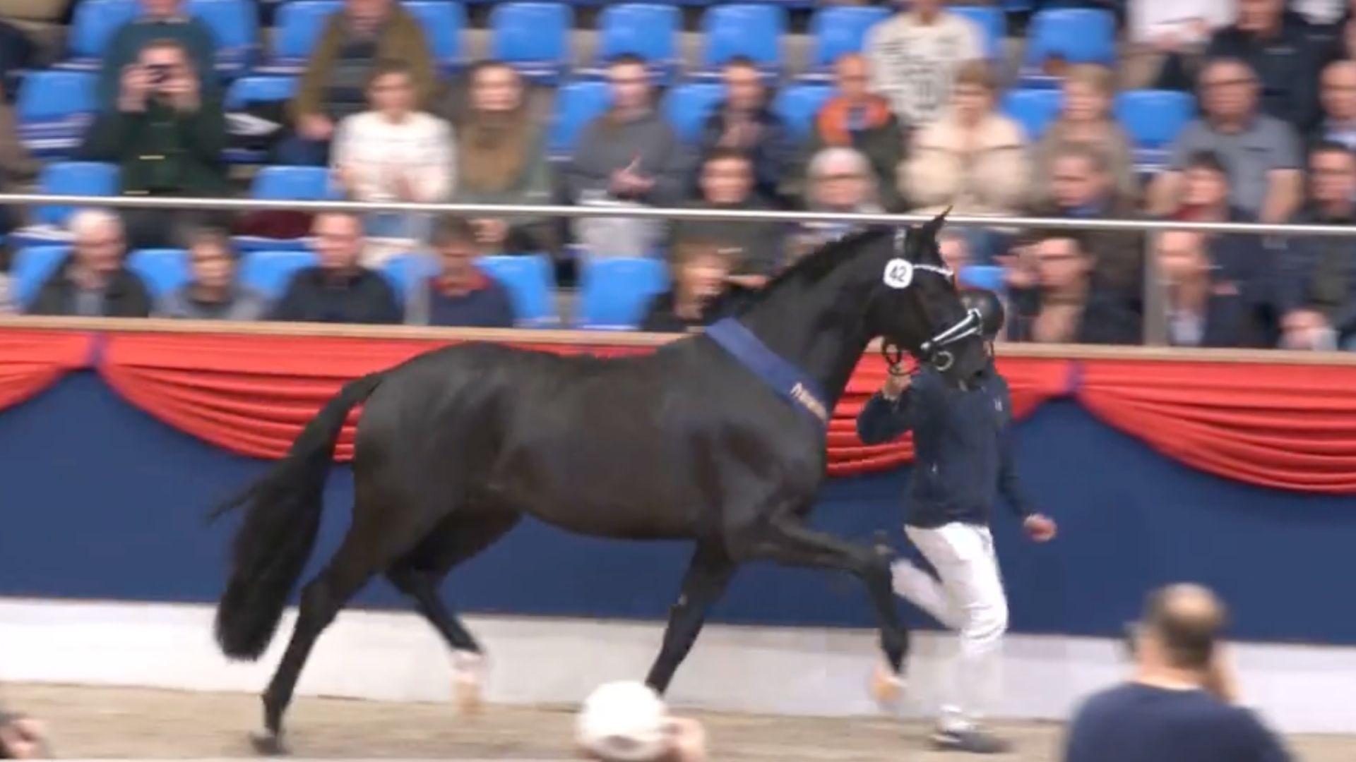 Belafonte - Siegerhengst Dressur der Oldenburger Hengst-Tage 2025