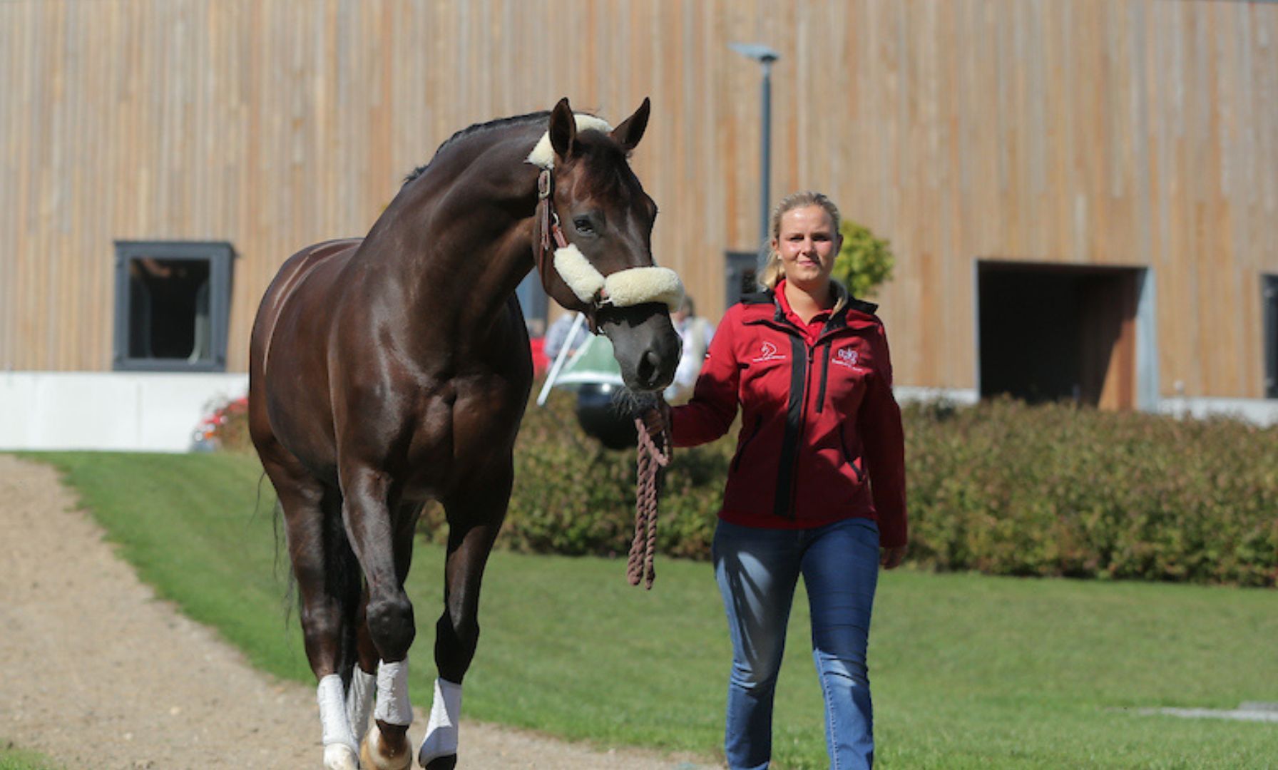 Anna Kasprzak sells young riders championship horse Foldbergs Dantino