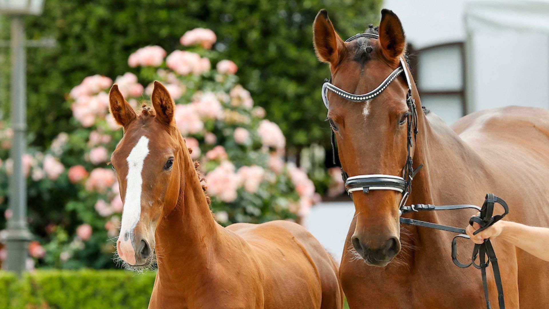 Genomisch unterstützte Zuchtwertschätzung startet – Meilenstein für die moderne Pferdezucht