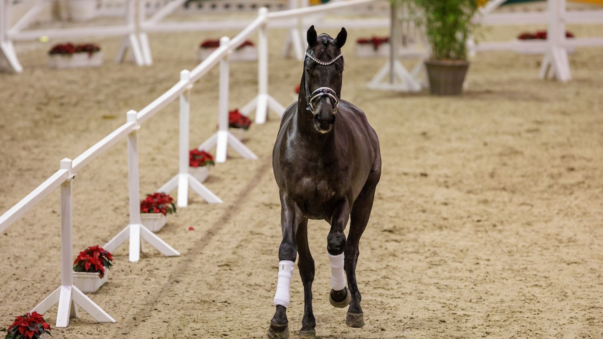 Westfälische Hauptkörung - Alle Infos zum Zeitplan und den ausgewählten Junghengsten