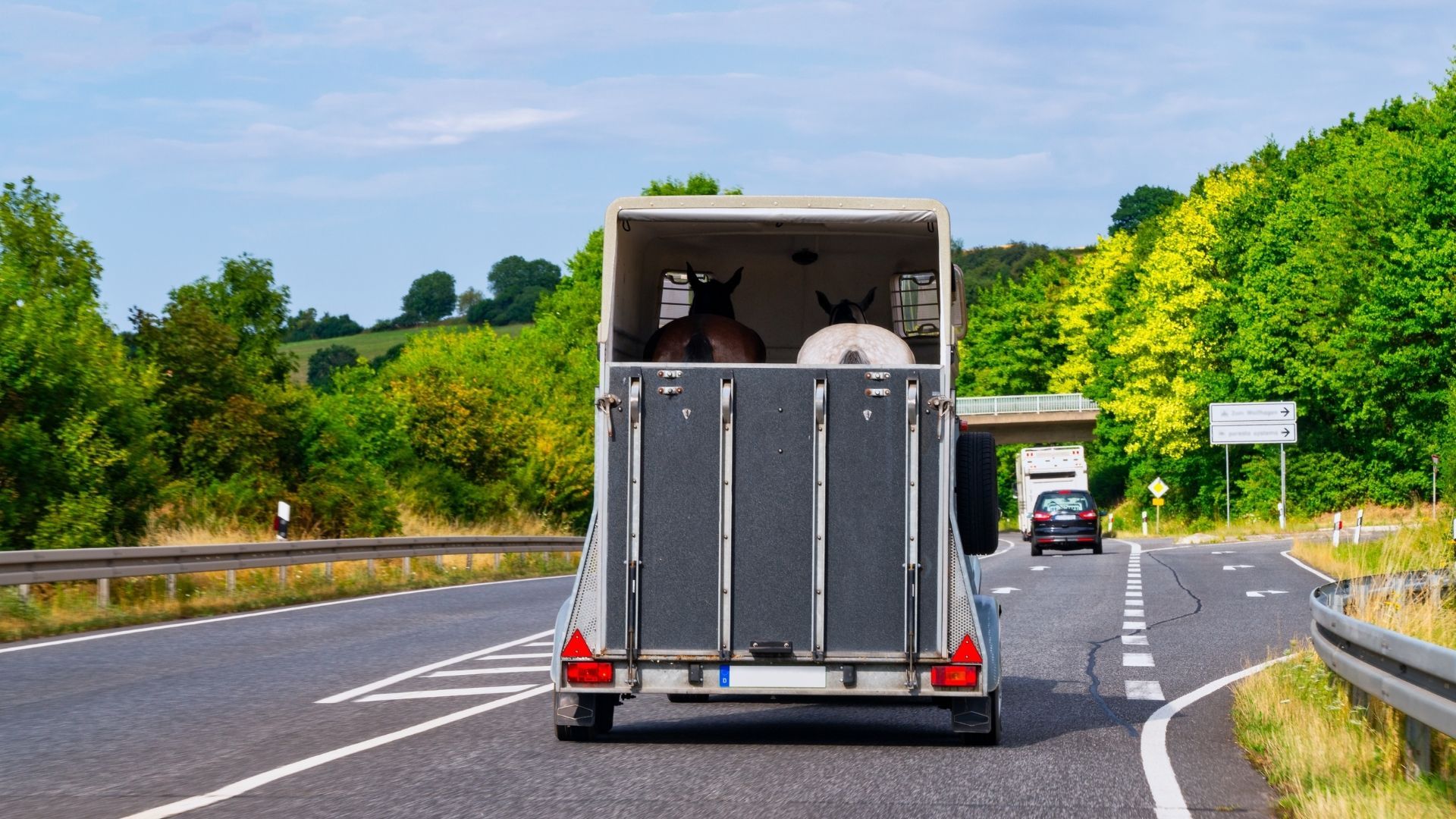 Pferdetransport: Viele Halter brechen unwissentlich das Gesetz