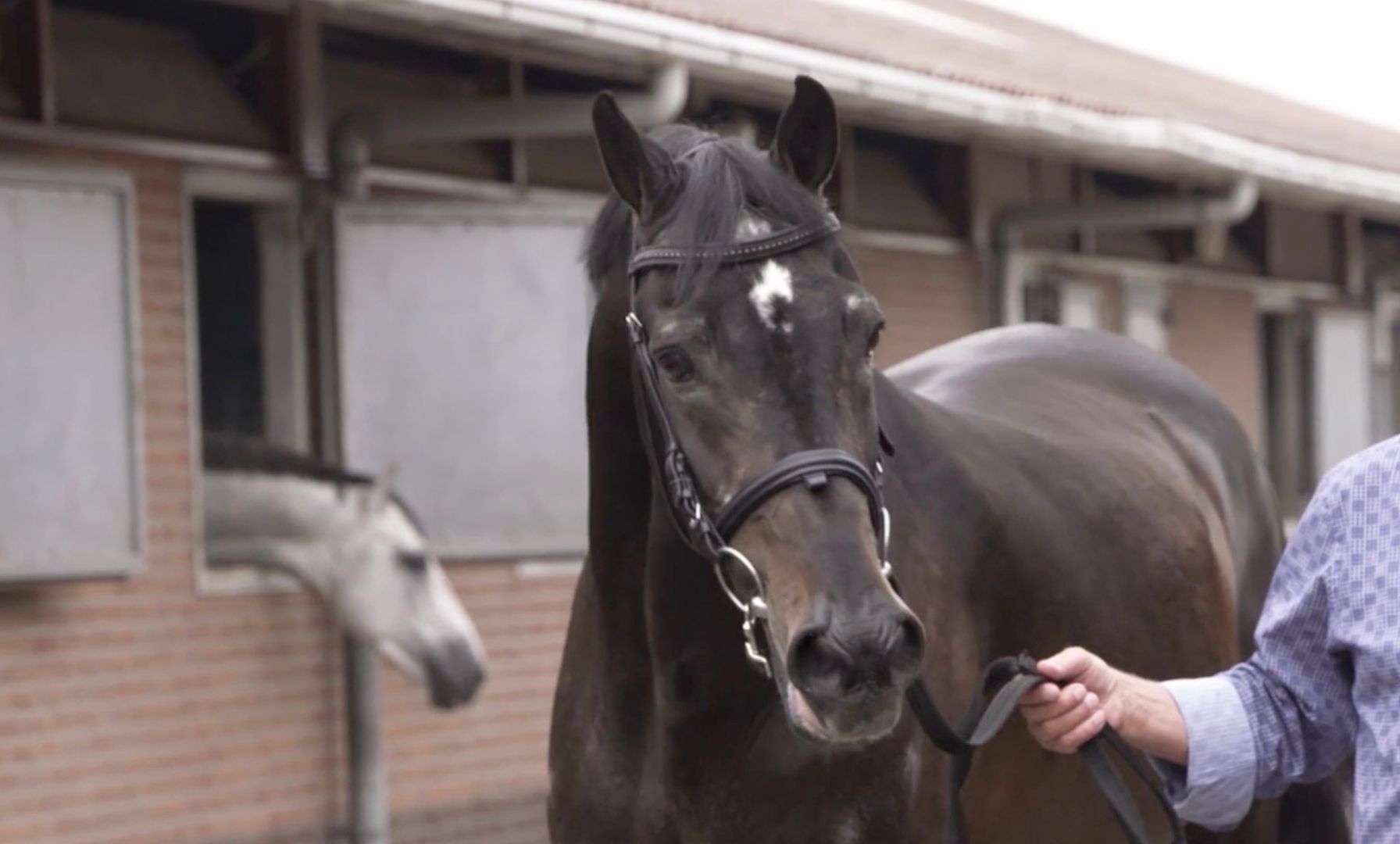 Legendary stallion VDL Indoctro has passed away