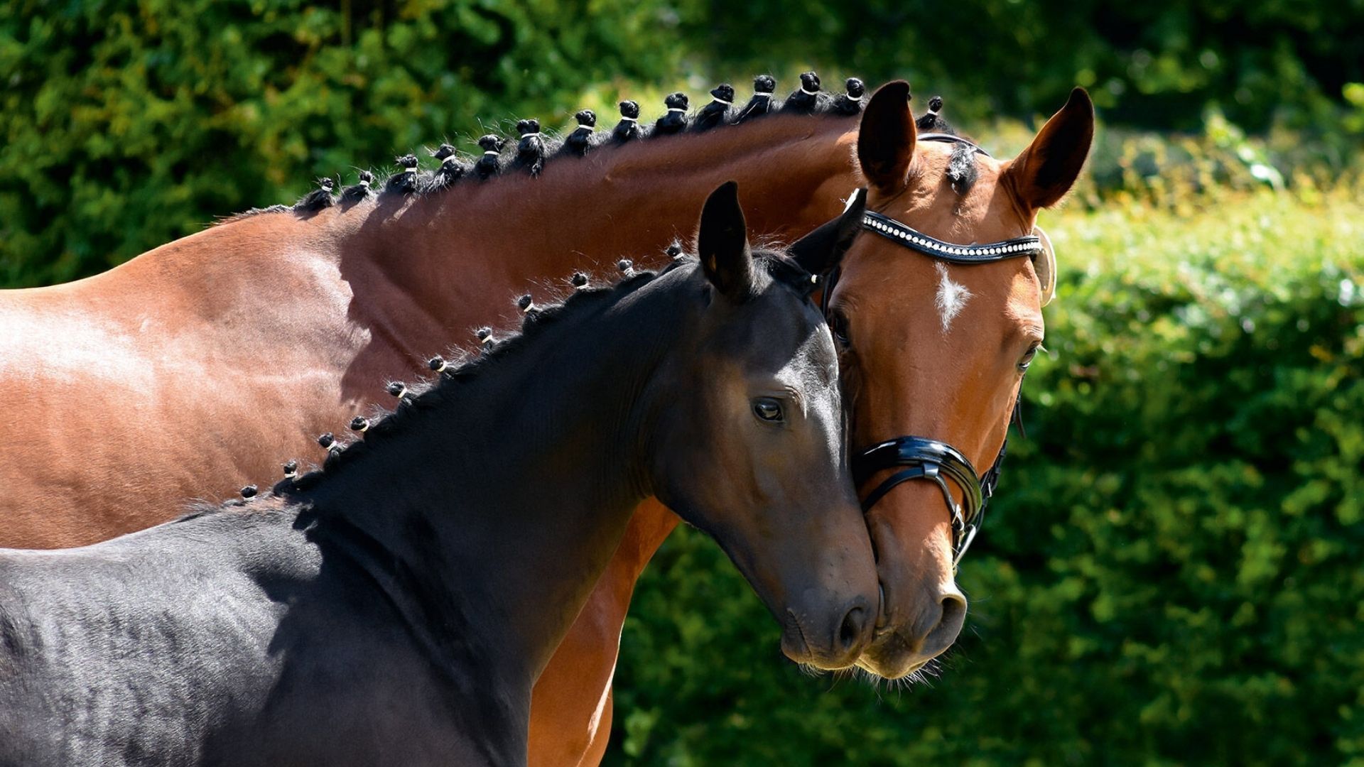 Zuchtziele erreichen: Die Bedeutung der richtigen Anpaarung
