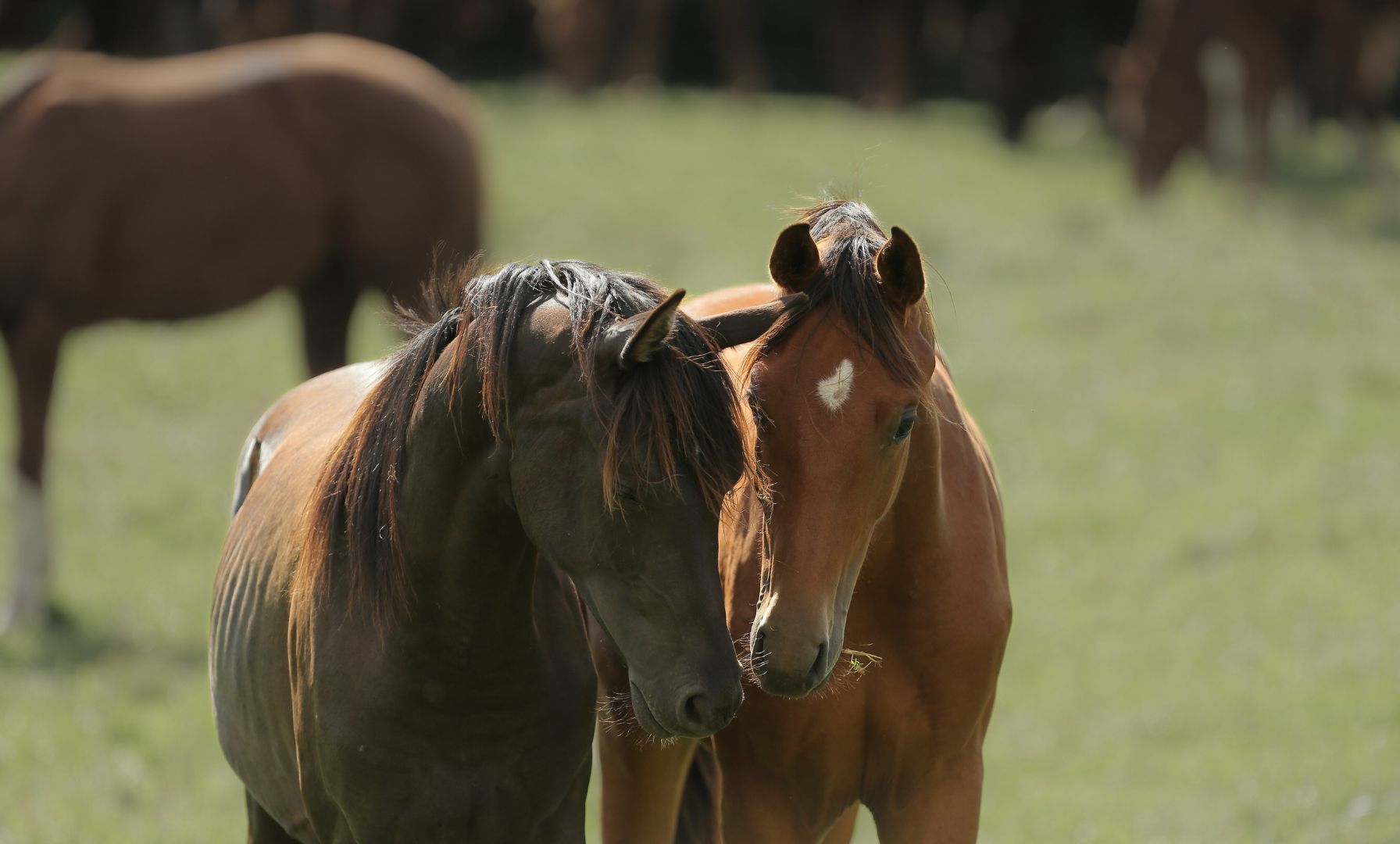 Hohe Geldstrafe für Betreiber des umstrittenen Gestüts Viegård – Tiere dürfen weitergehalten werden