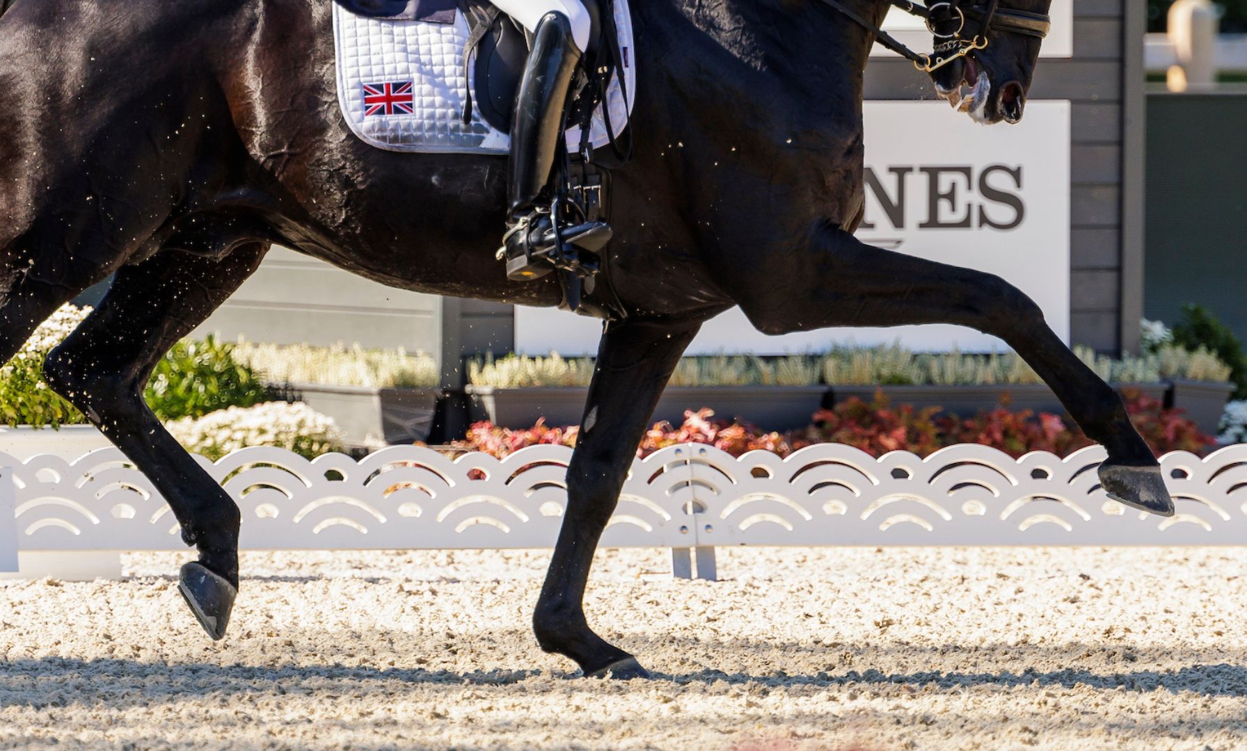 2025 Show Season Begins for Portuguese Dressage Riders Amid Uncertainty