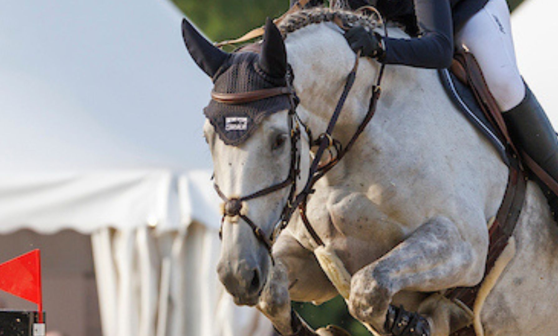 Electroacupuncture shows promise for headshaking in horses