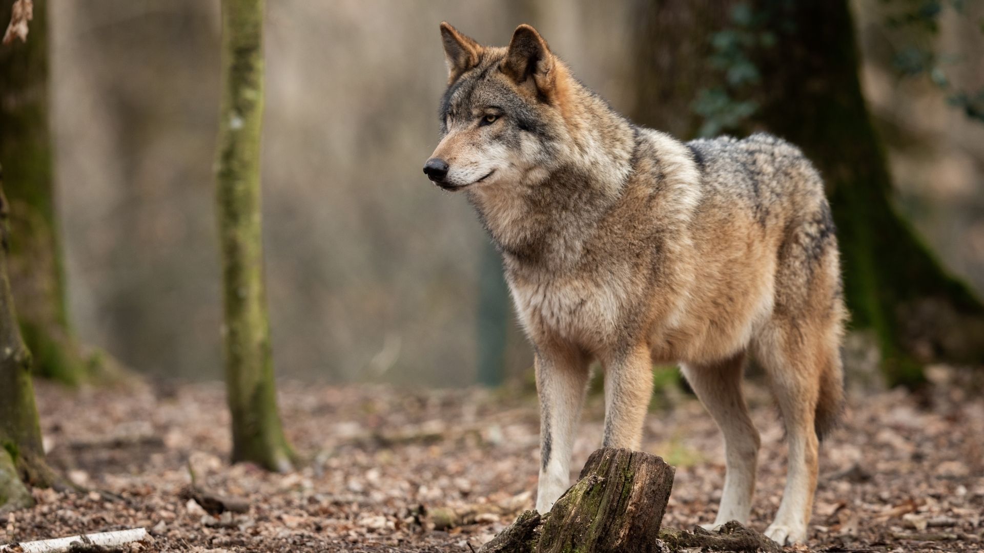 Neuer Gesetzesentwurf zum Wolf: FN fordert strengere Regelungen für Weidetierhalter