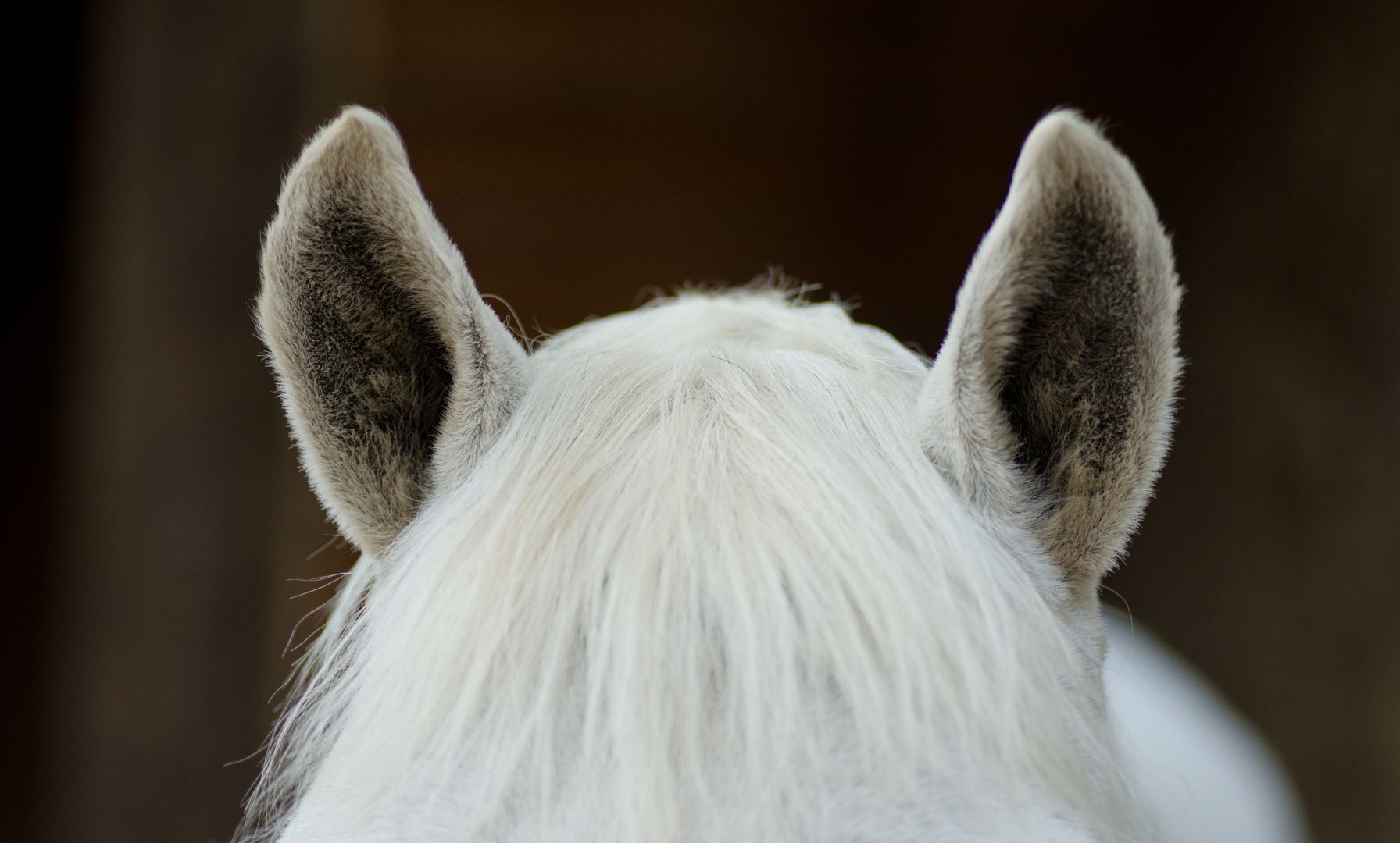 Peta erstattet Strafanzeige gegen Pferdeshow „Cavalluna“ wegen Tiermissbrauchs