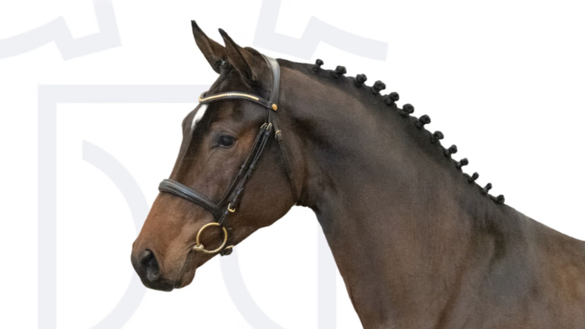 Die Ergebnisse der 50-tägigen Hengstleistungsprüfung Schwerpunkt Springen aus Neustadt (Dosse)