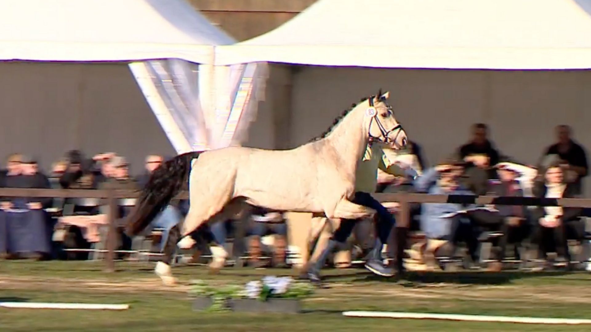 "Just Champagne" - ein Buckskin-Hengst unter den Junghengsten in Verden!