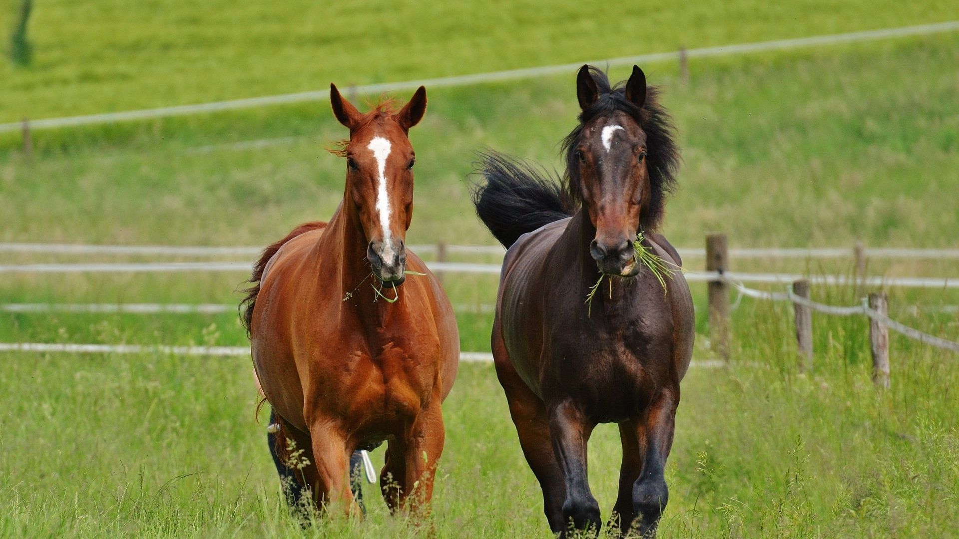 Gefälschte Veterinärdokumente in großem Stil