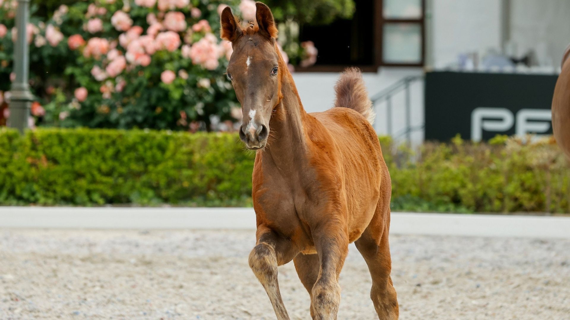 Premiere in Warendorf: Gemeinsame Dressurfohlenauktion unter „German Horse Quality“