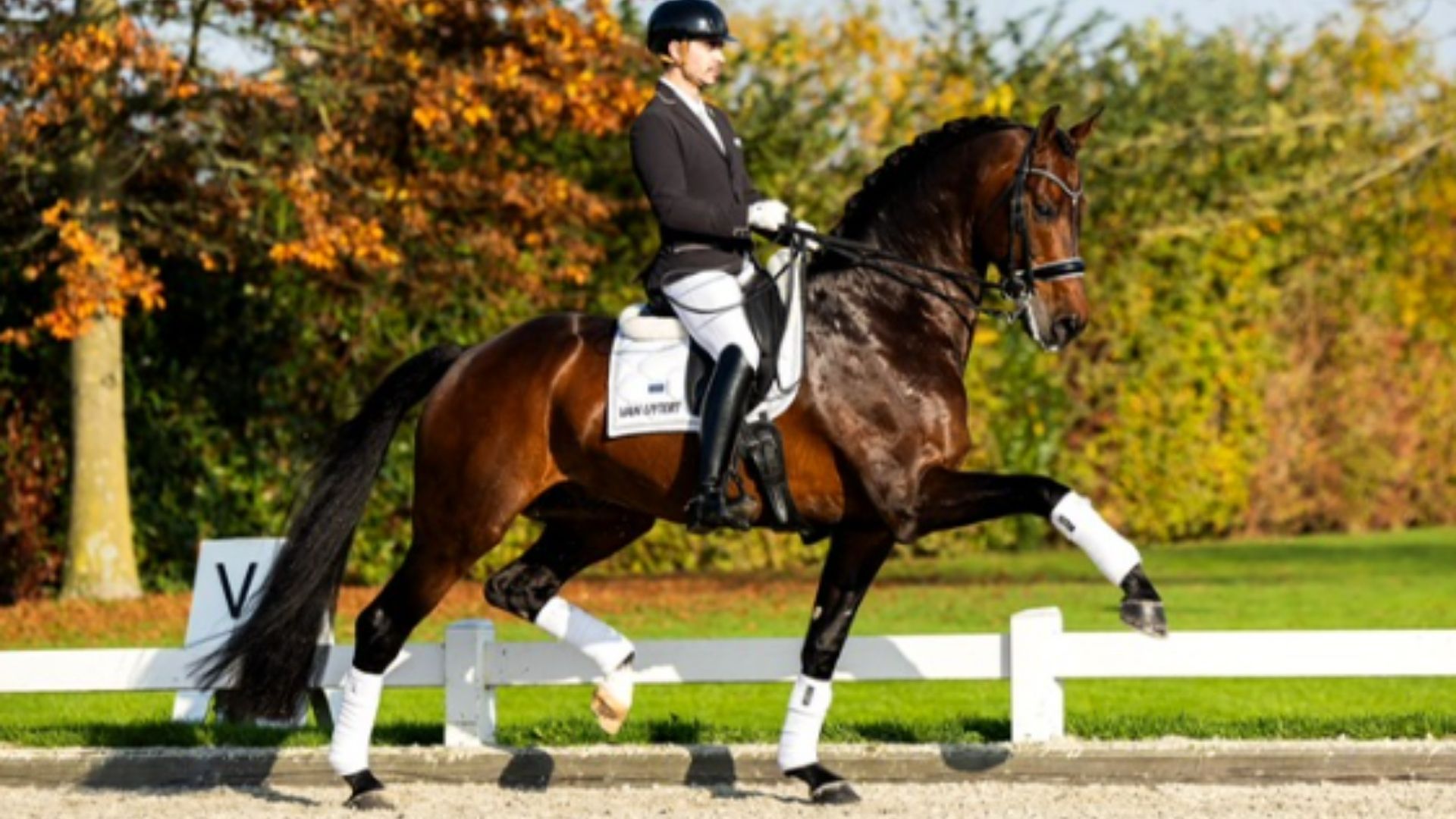 Blue Hors Zackerey wechselt nach Italien