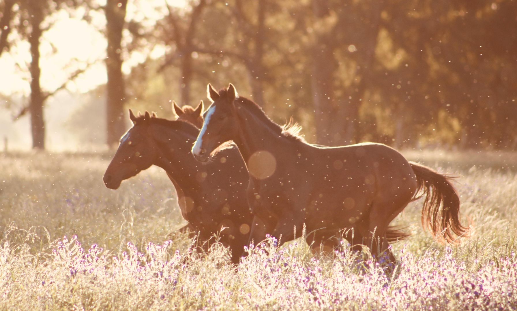 Countdown to Thanksgiving