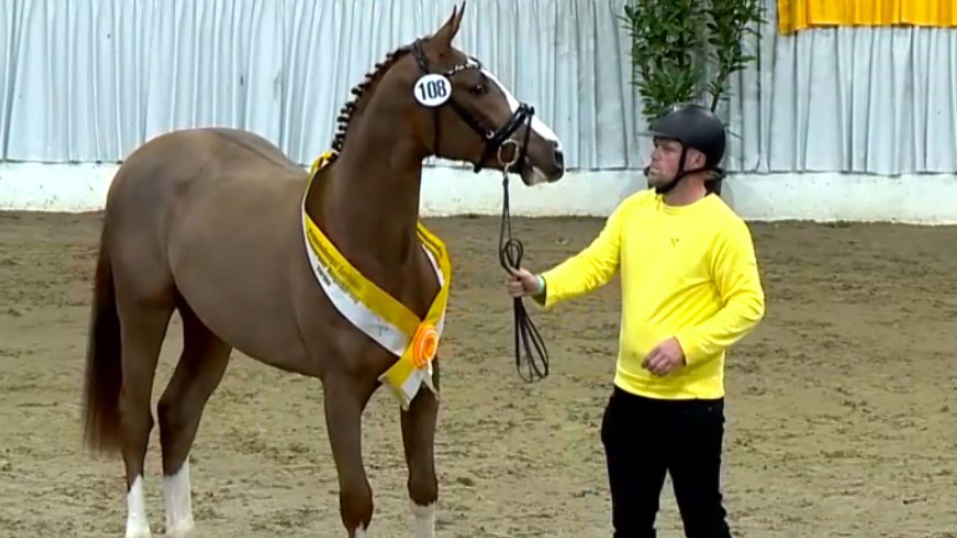 125.000 Euro - Preisspitze der Hannoveraner Hengstauktion wechselt zu Niels Bruynseels nach Belgien