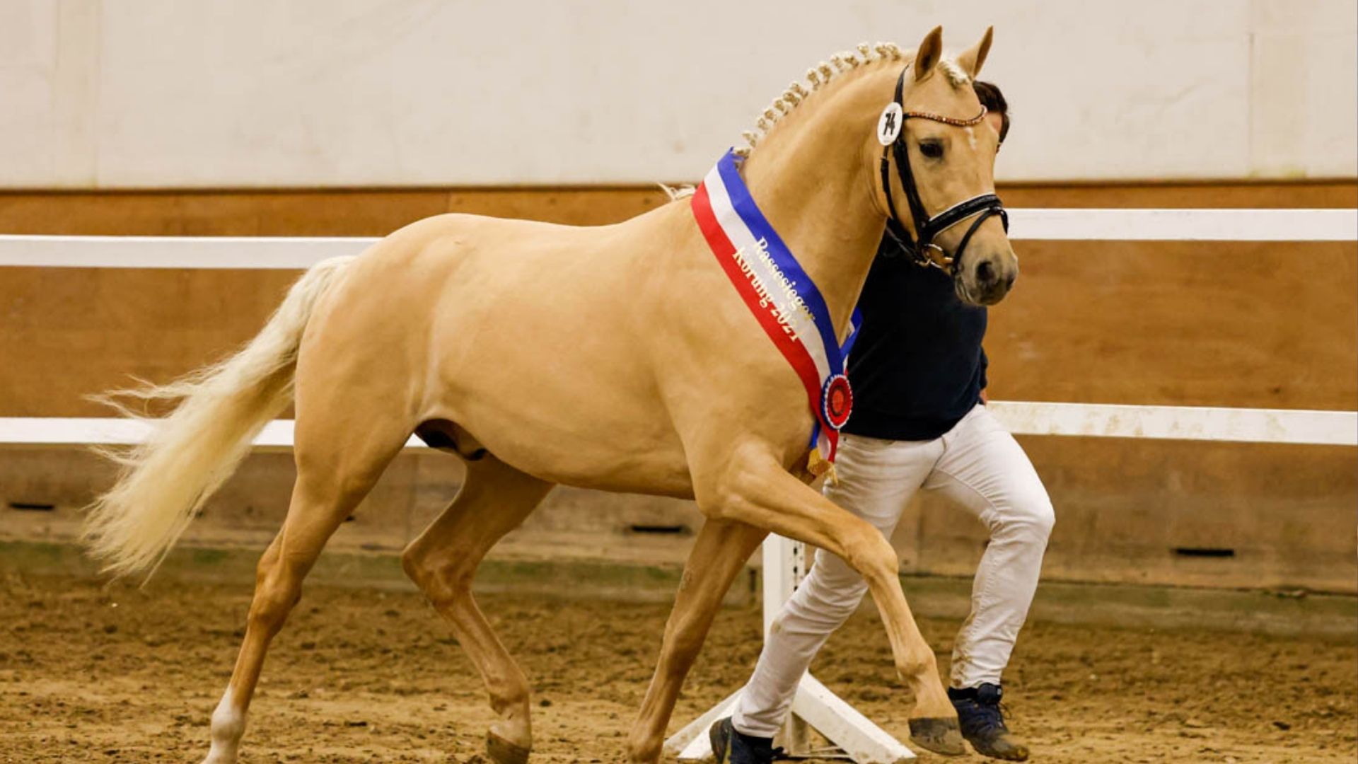 Darmstadt-Kranichstein: Hessische Ponykörung 2025