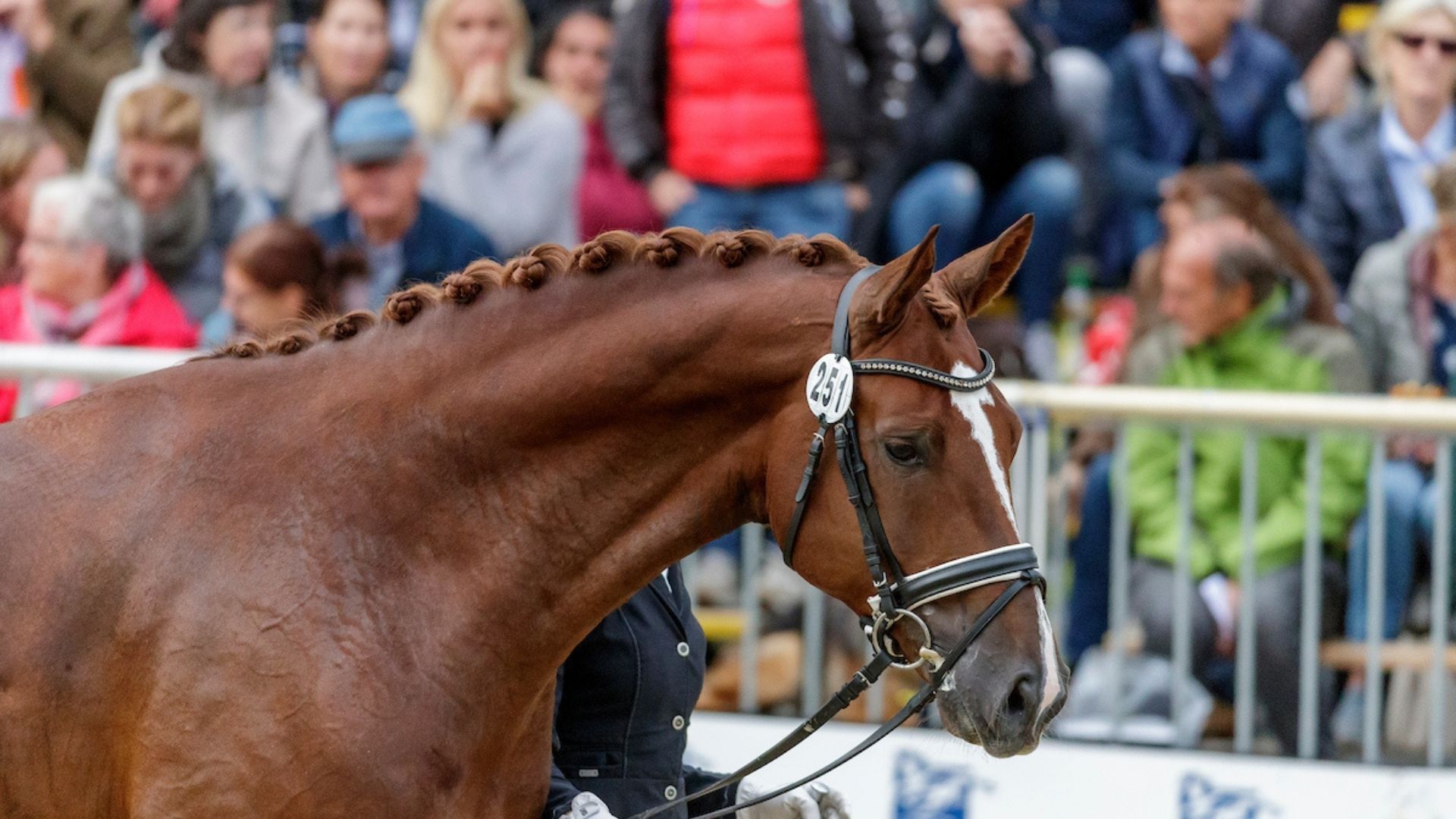 Wie jung ist zu jung? Diskussion zum frühen Turnierstart junger Pferde
