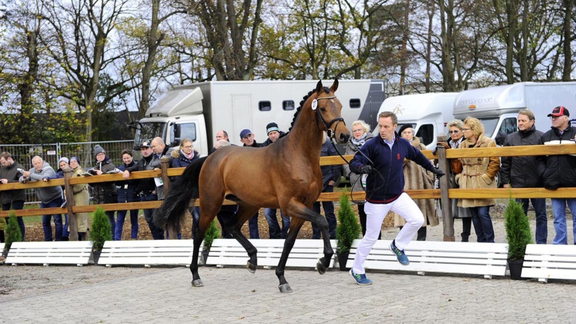 Die Oldenburger Hengst-Tage: Alle Infos zum Zeitplan, den ausgewählten Junghengsten und manchen Neuerungen