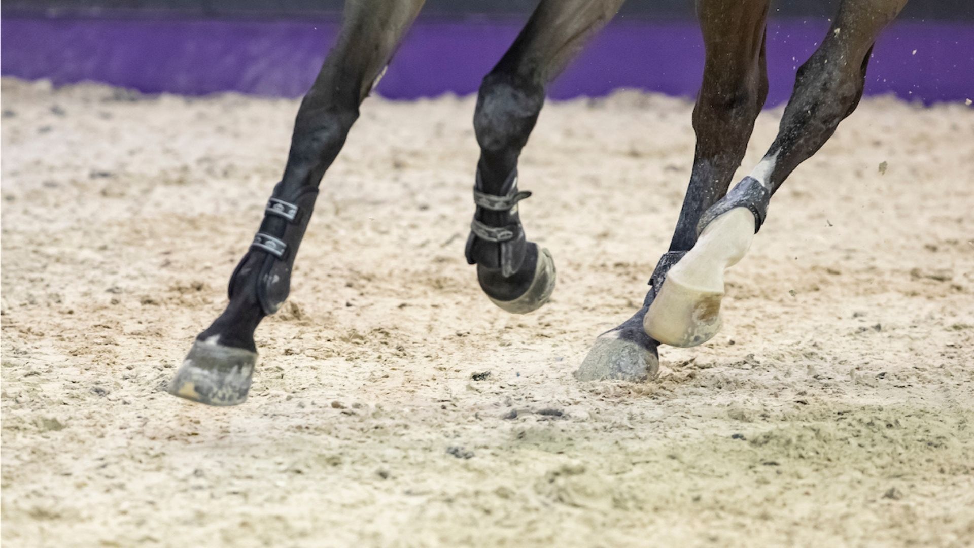 FEI Tribunal entscheidet über Teilnahme während der Sperrfrist