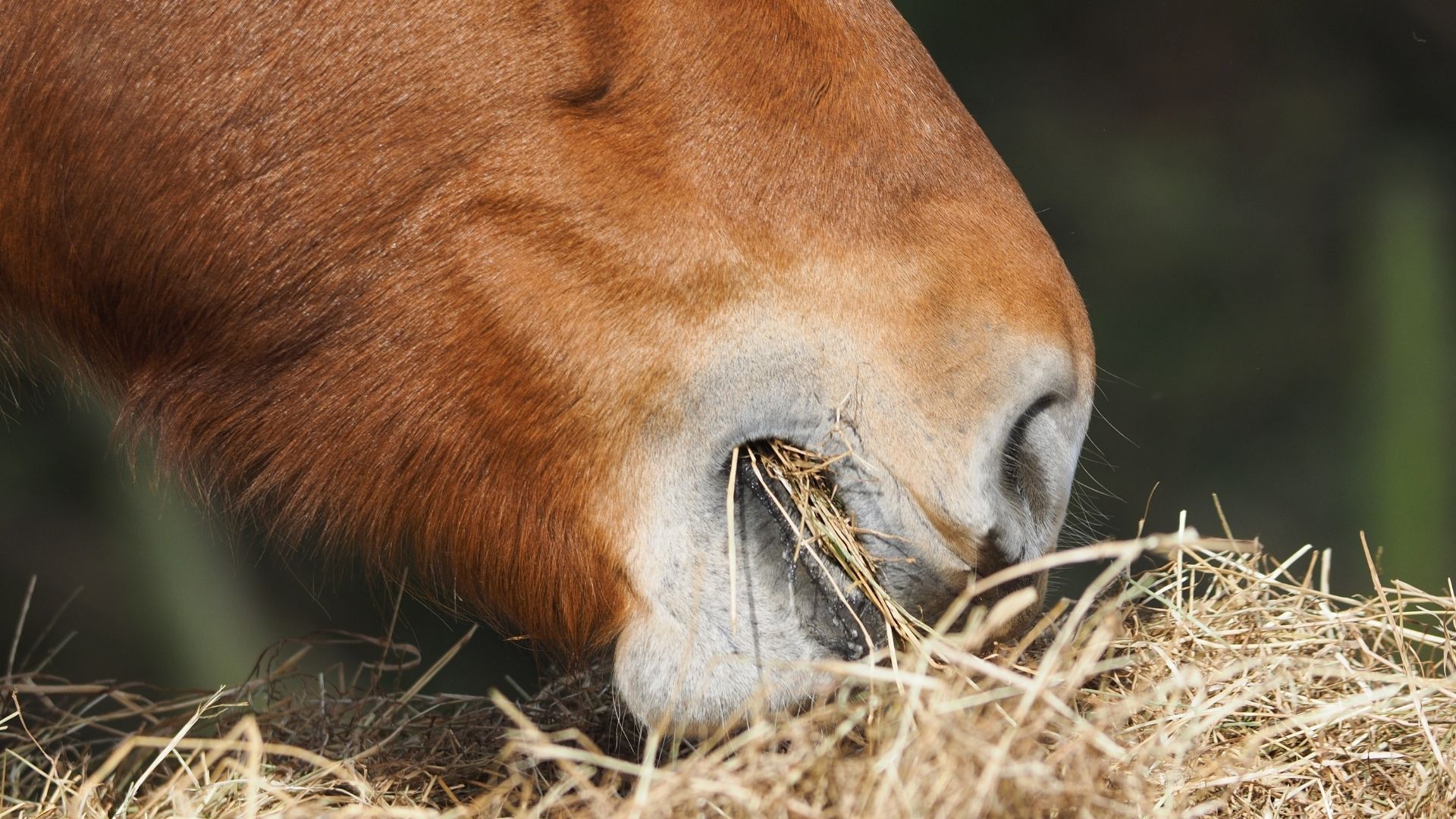 Traktorreifen als Heuraufe: Lebensgefahr für Pferde