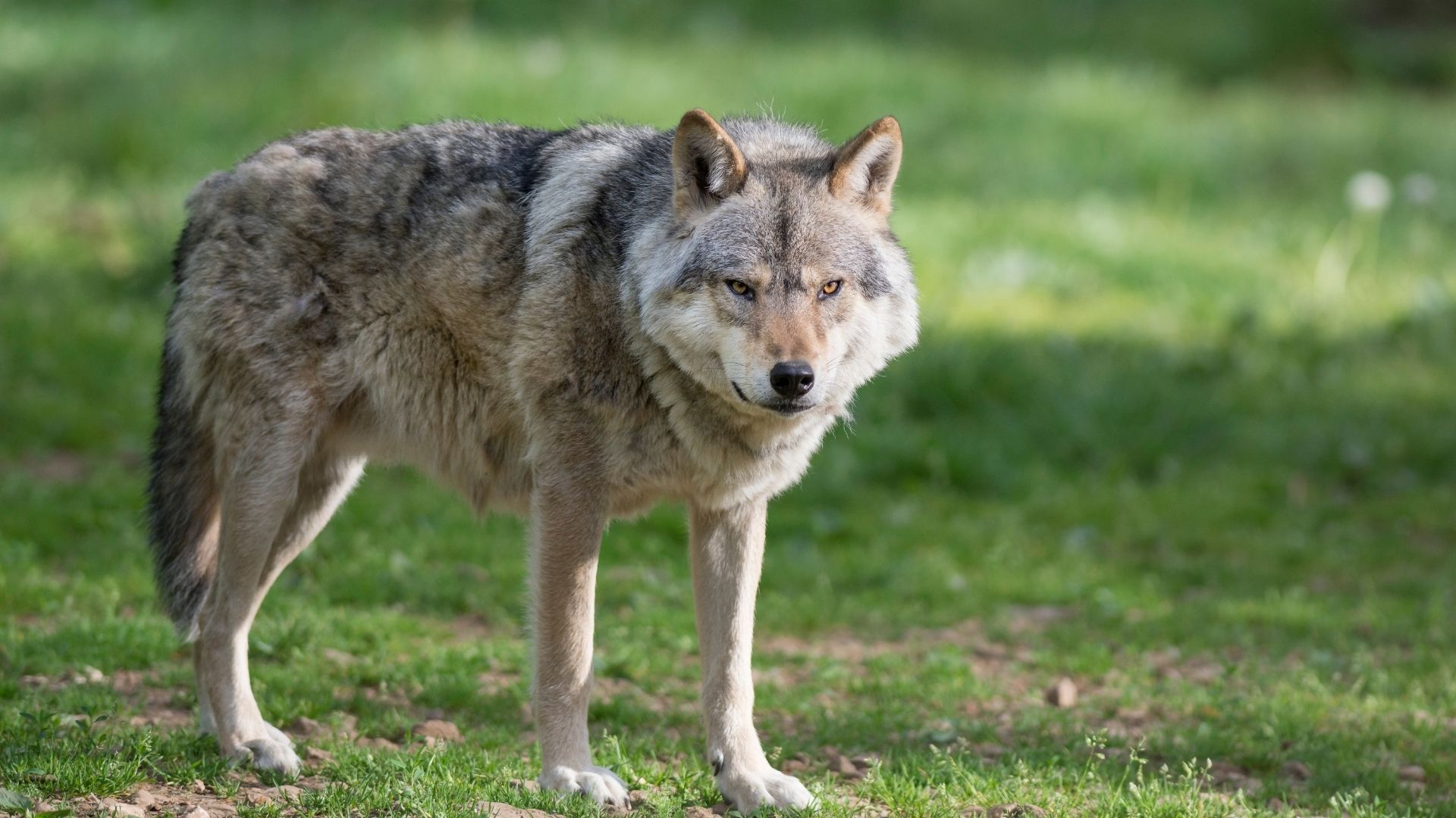 Wolf reißt Zuchtpferd in Niedersachsen – Ein Schock für die Tierhalter