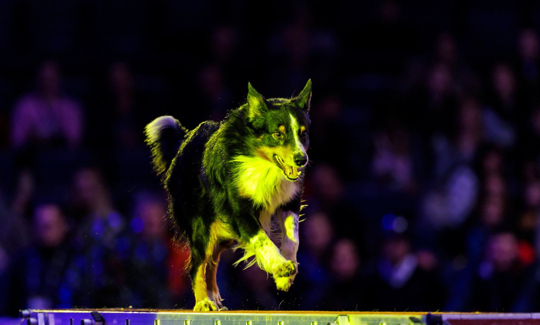 FEI Announces Use of Sniffer Dogs in Anti-Doping Efforts