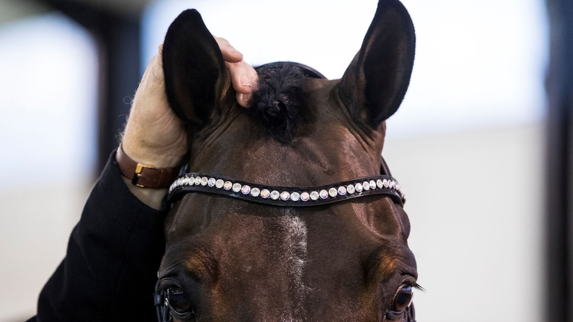 Petition gegen Lockerung der No-Blood-Regel