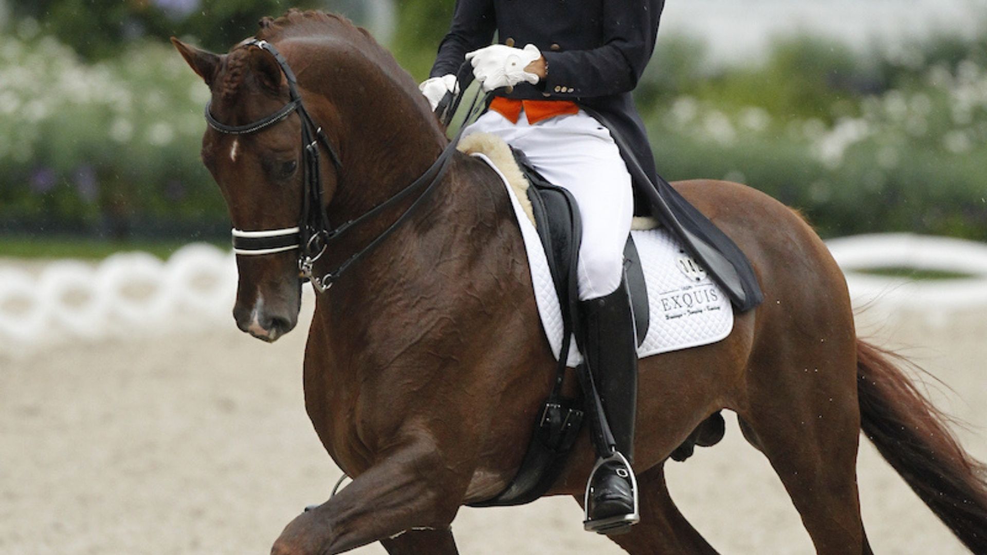 Vivaldi posthum als Dressurpferd des Jahres 2025 geehrt