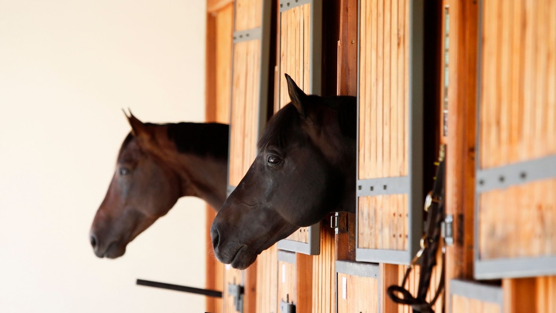 4. Stallgespräch mit FN-Präsident Martin Richenhagen im Zeichen von Verantwortung und Tierschutz