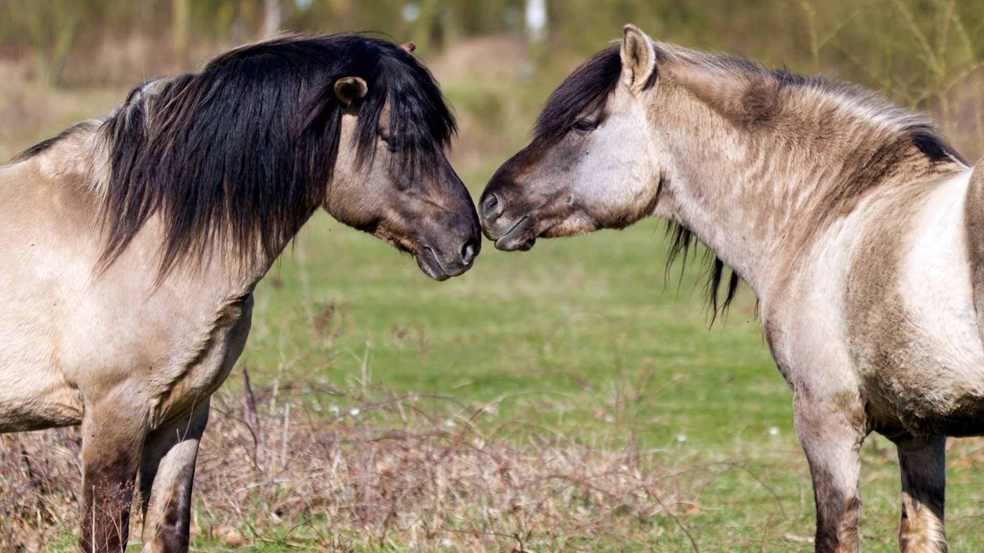 Etalon Equine Genetics kooperiert mit Black Horse One