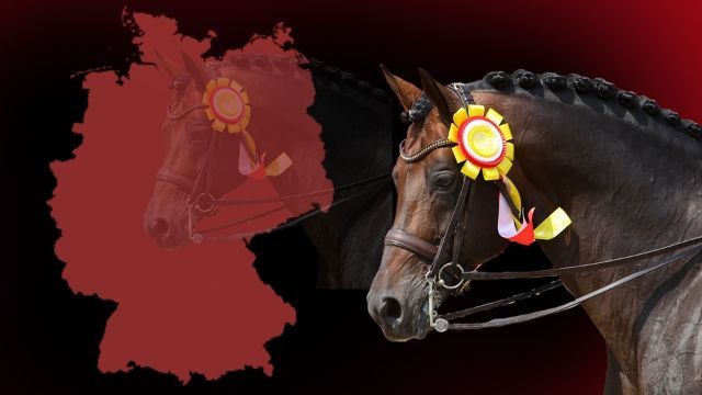 Der Ausnahmehengst Franziskus