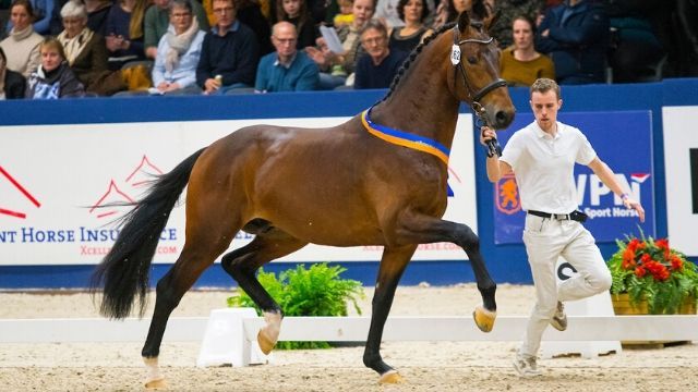 De weg van een dekhengst