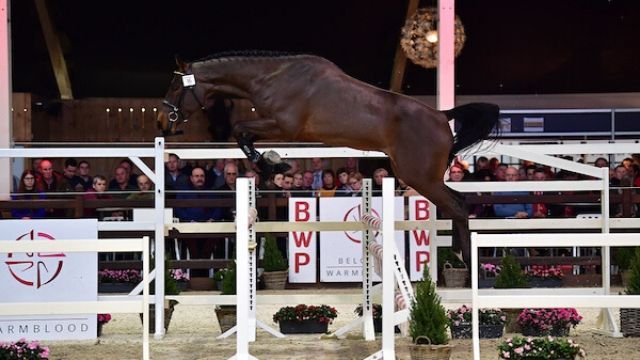 De weg van een dekhengst