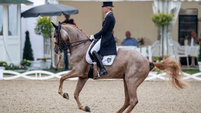 Diese Pferde sind besonders einzigartig!
