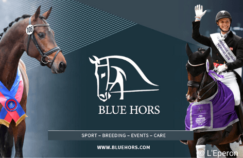 Hingste fra Blue Hors 2020