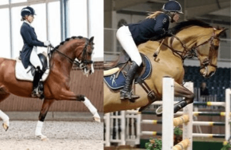 British Breeding Equine Bridge